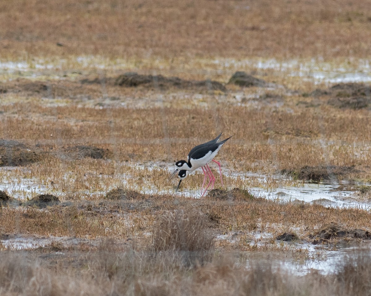 Black-necked Stilt - ML517127891