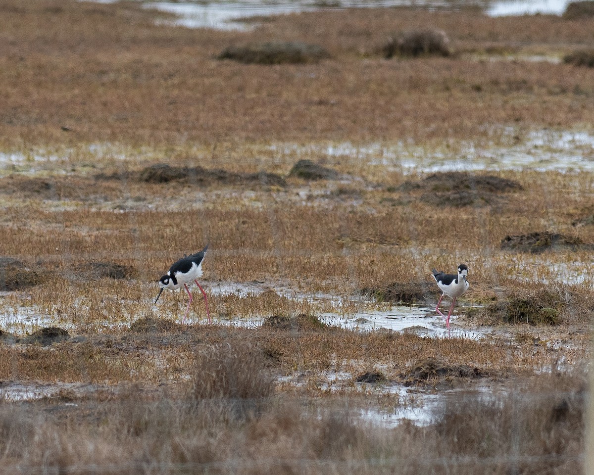 Black-necked Stilt - ML517127901