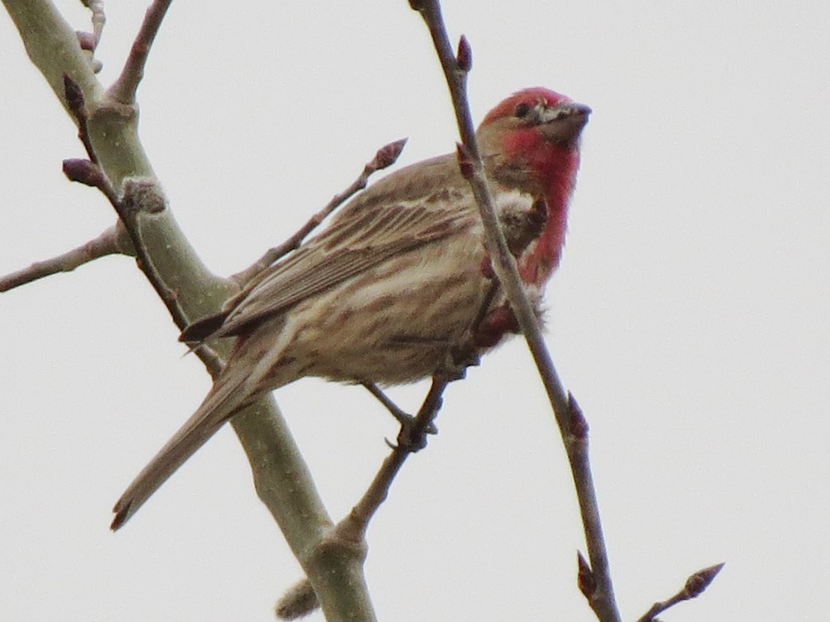 House Finch - ML51712791