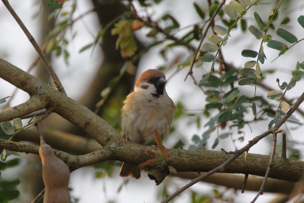 Eurasian Tree Sparrow - Paul Anderson