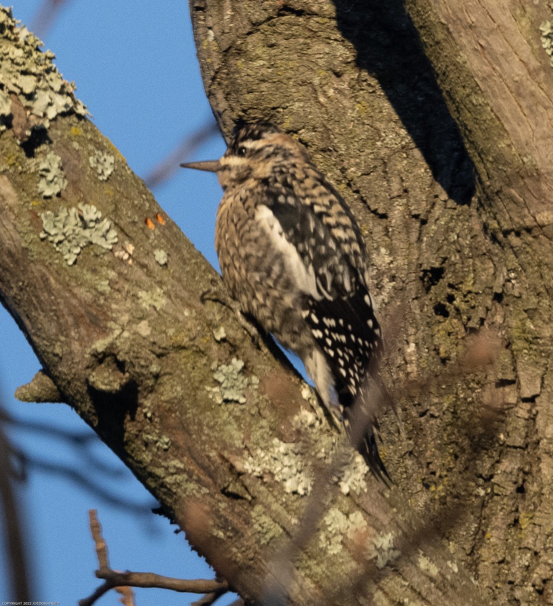 Yellow-bellied Sapsucker - ML517129831