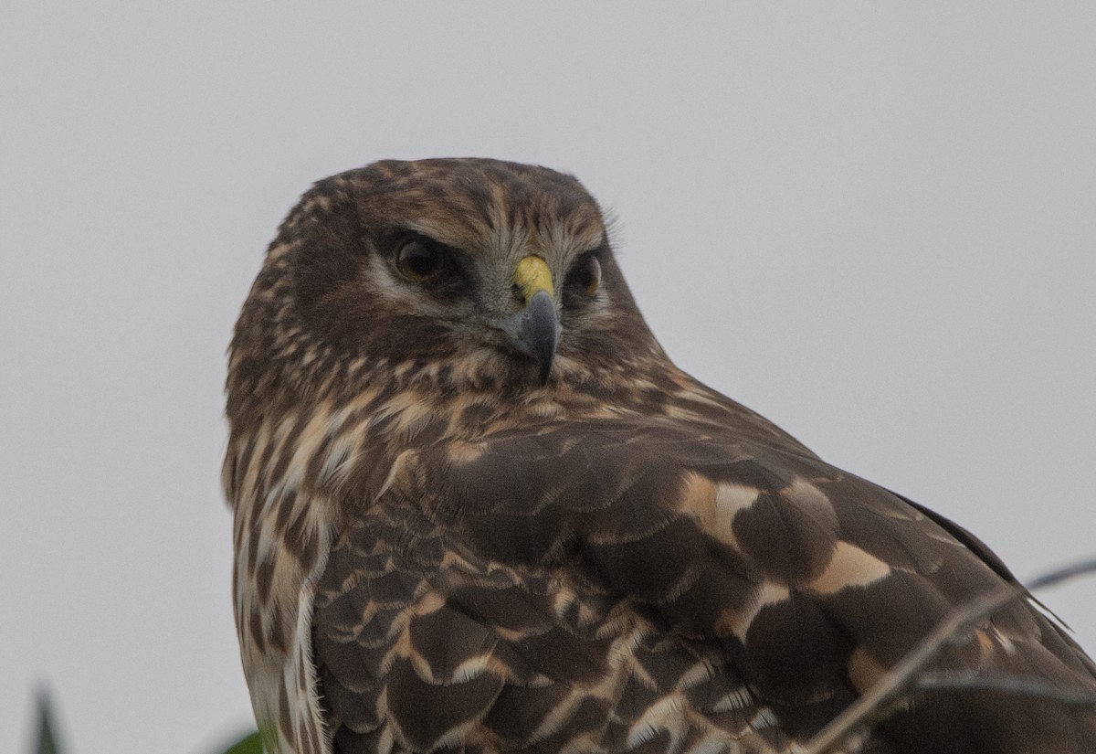 Northern Harrier - ML517130281