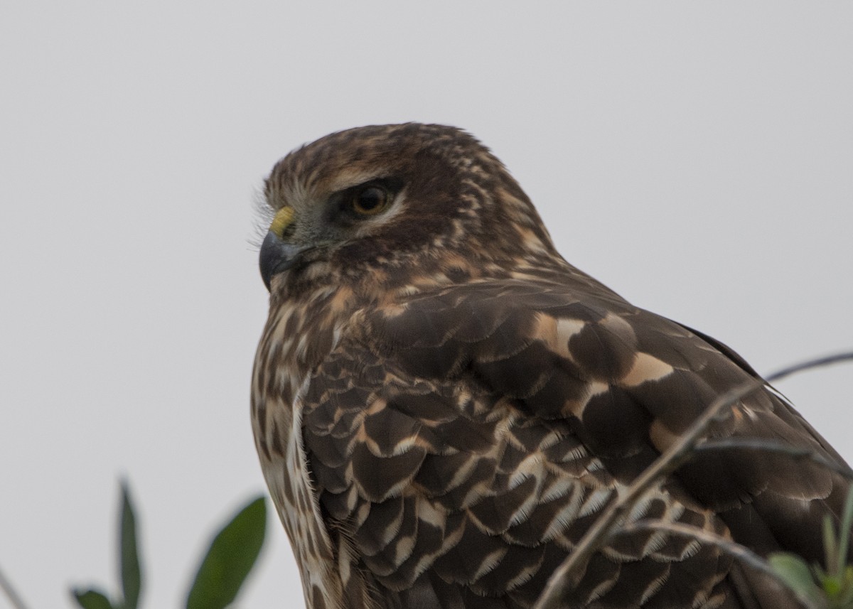 Northern Harrier - ML517130291