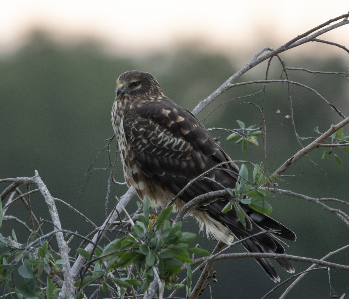 Northern Harrier - ML517130321