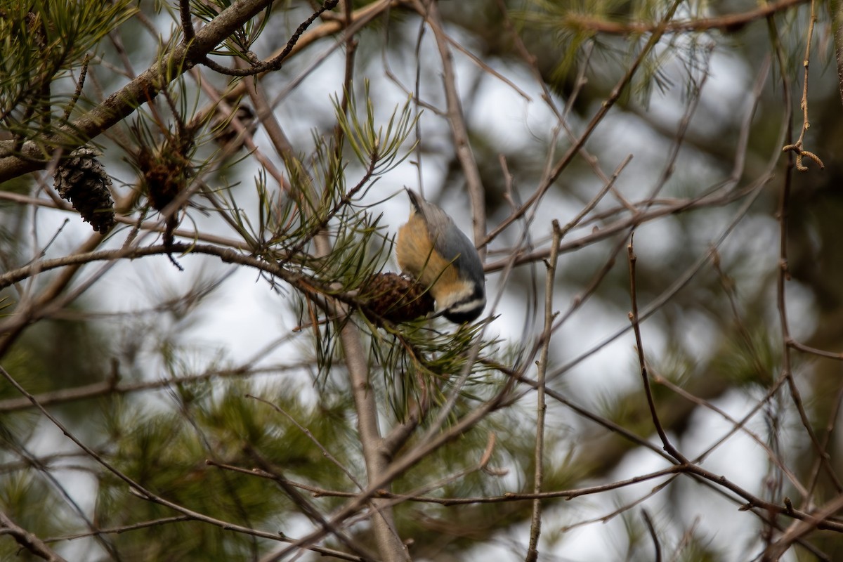 Red-breasted Nuthatch - ML517130811