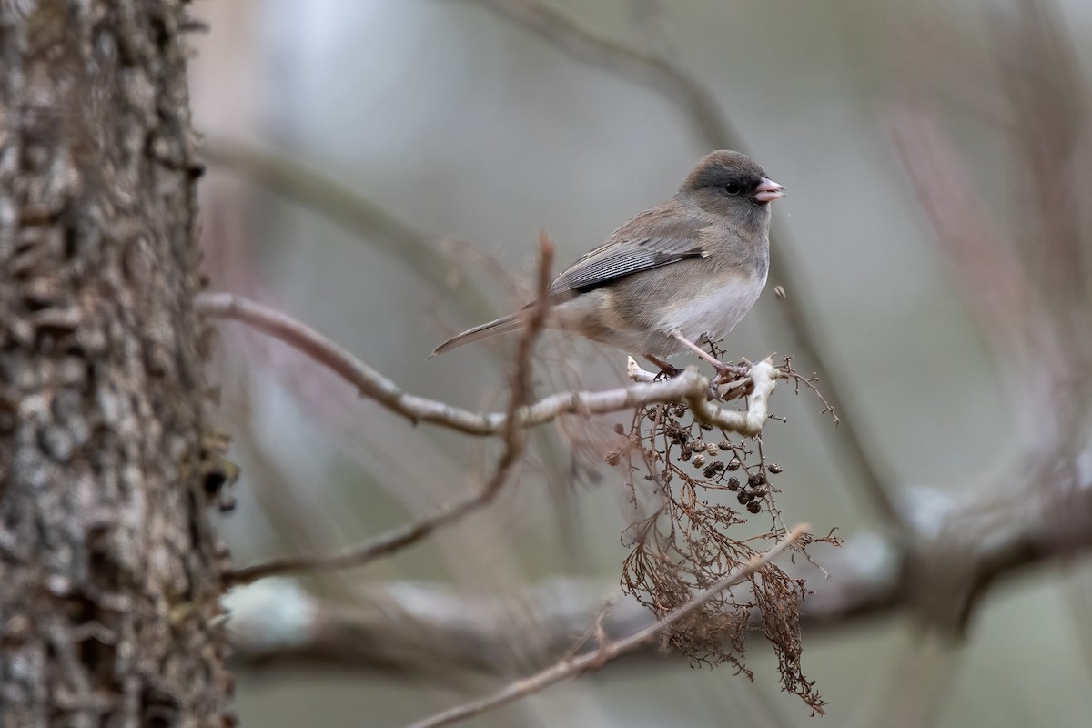 Dark-eyed Junco - ML517130881