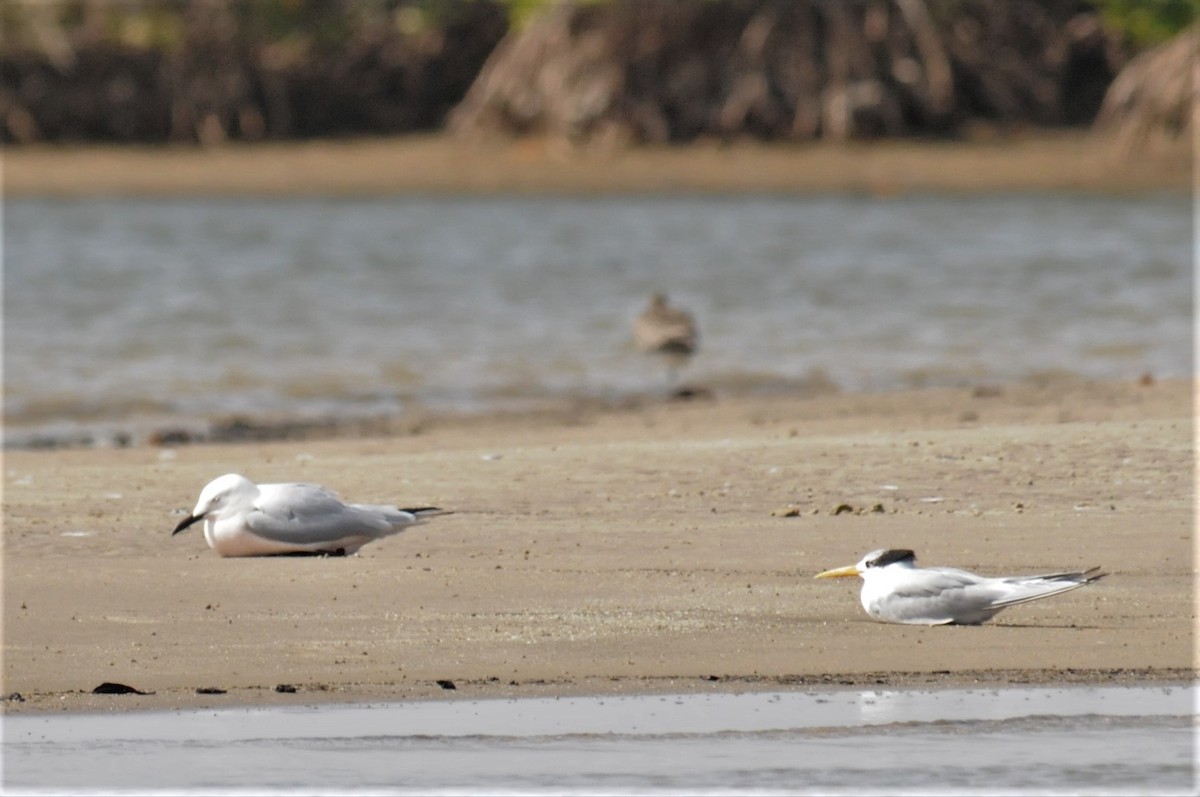 Lesser Crested Tern - ML51713311