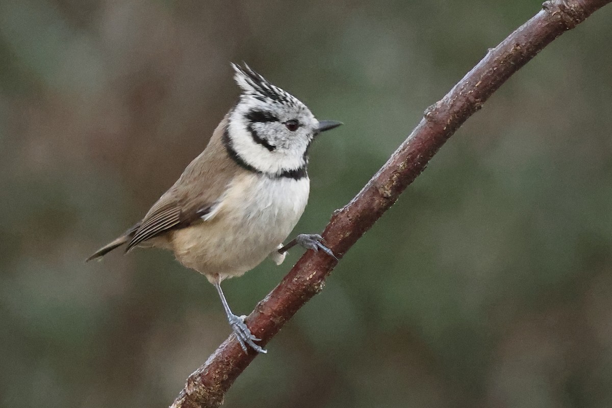 Crested Tit - ML517133141
