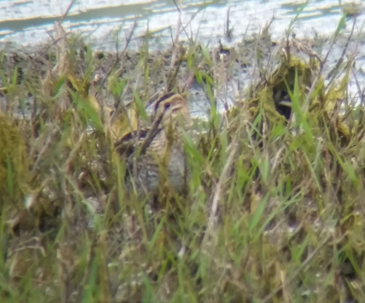 Wilson's Snipe - ML51713511