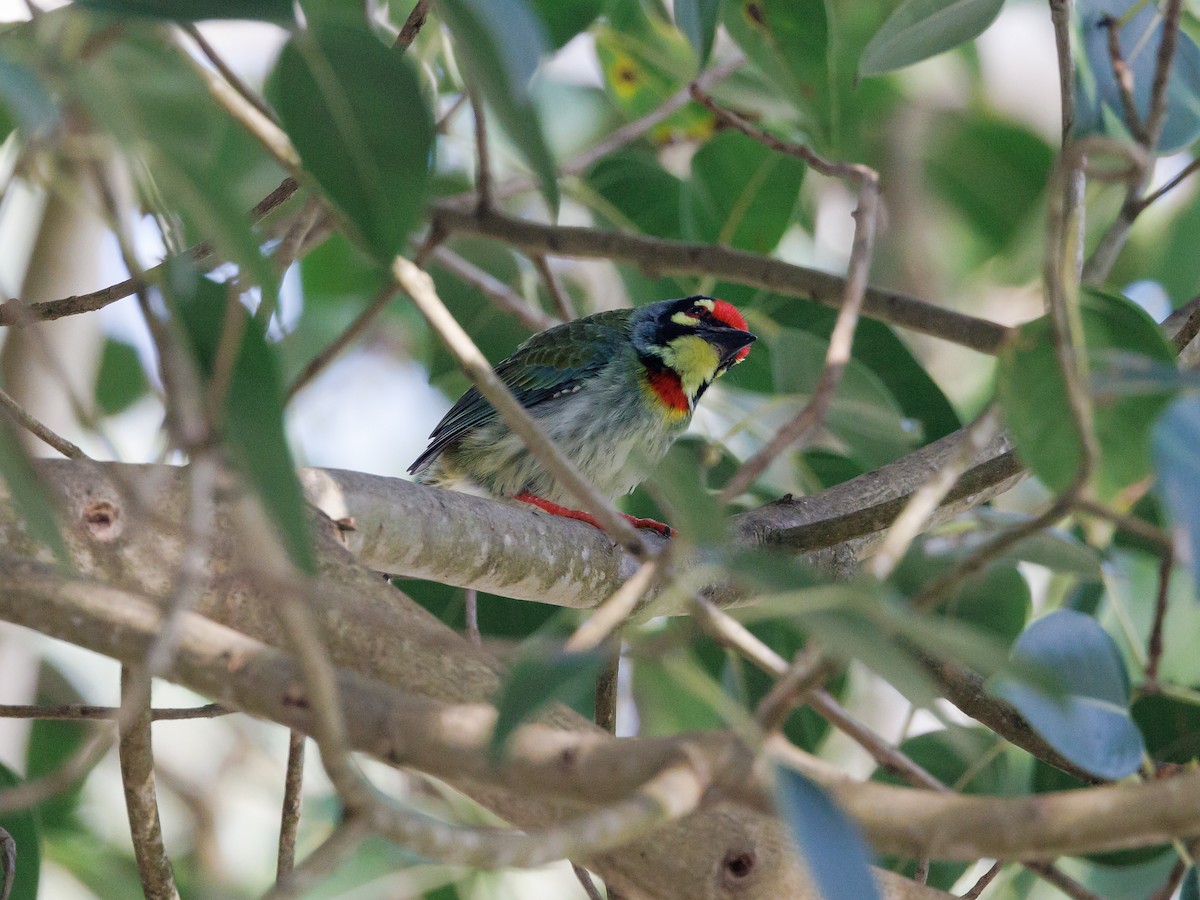 Coppersmith Barbet - ML517135321