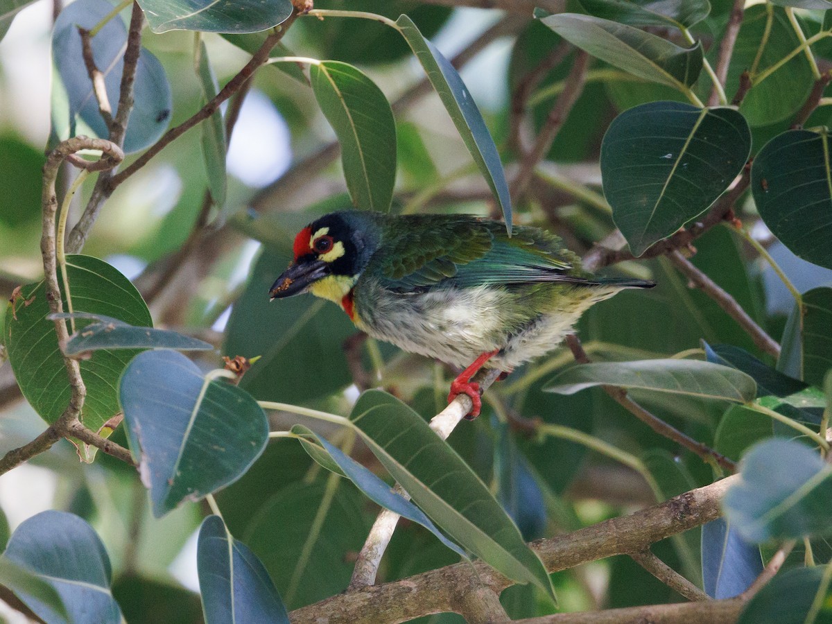 Coppersmith Barbet - David and Judy Smith