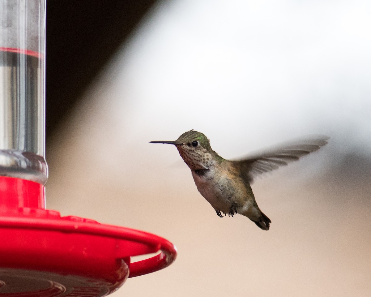 Colibrí Calíope - ML517135661