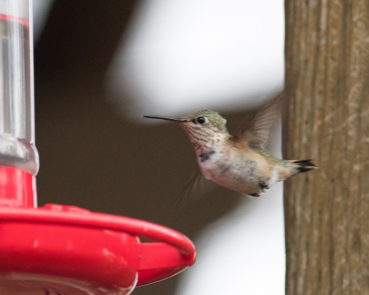 Colibrí Calíope - ML517135671