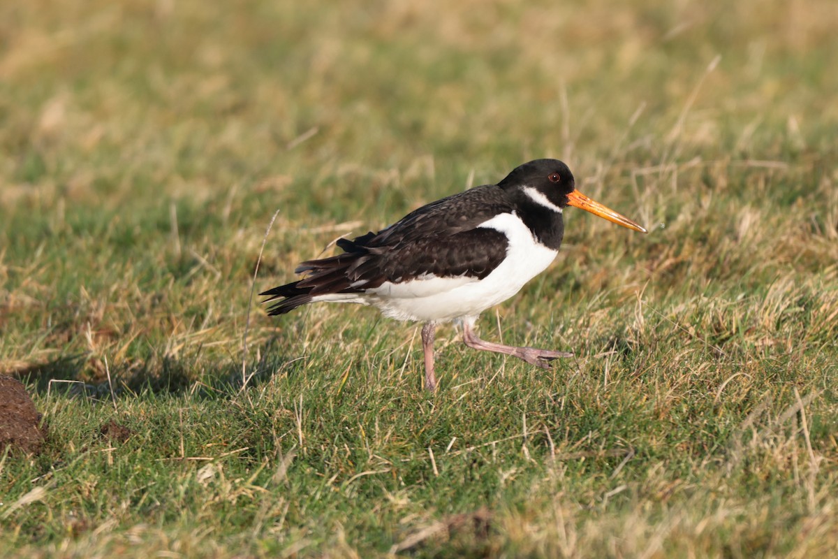 Eurasian Oystercatcher - Seán Holland