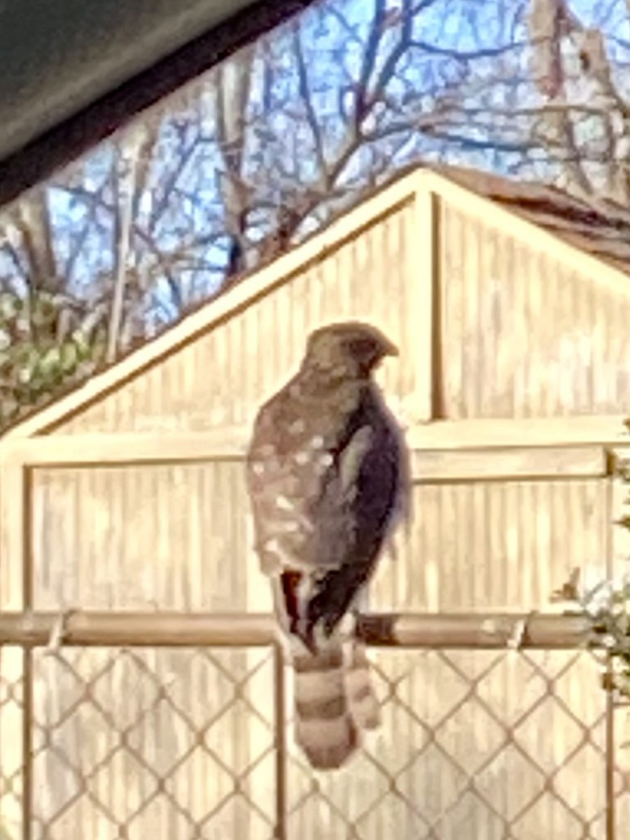 Cooper's Hawk - ML517136661