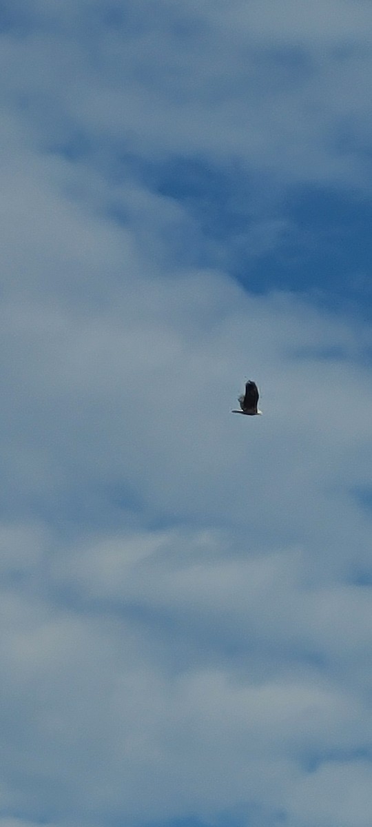 Bald Eagle - Tim Brady