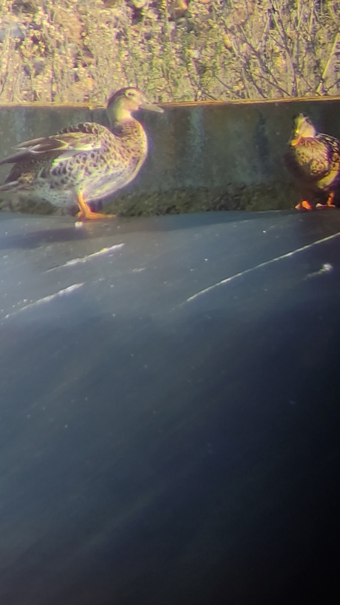 dabbling duck sp. - ML517138061