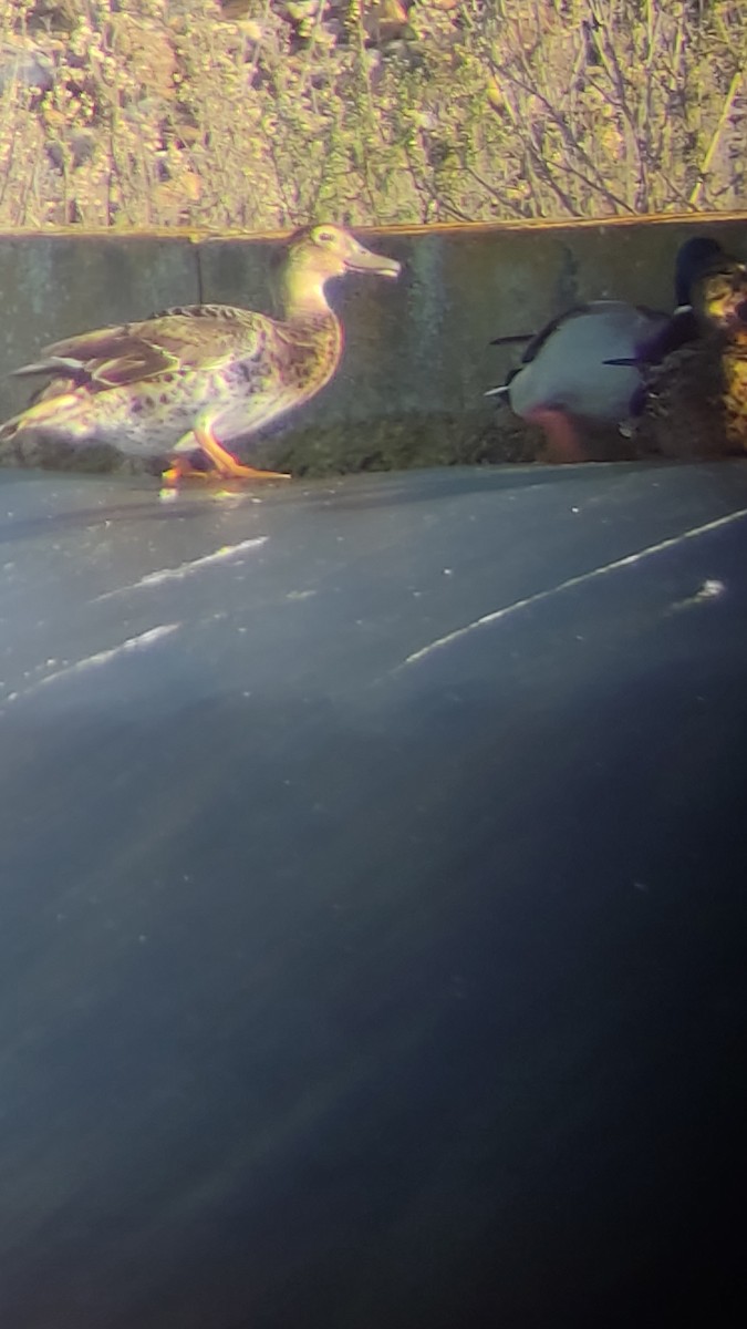dabbling duck sp. - ML517138071
