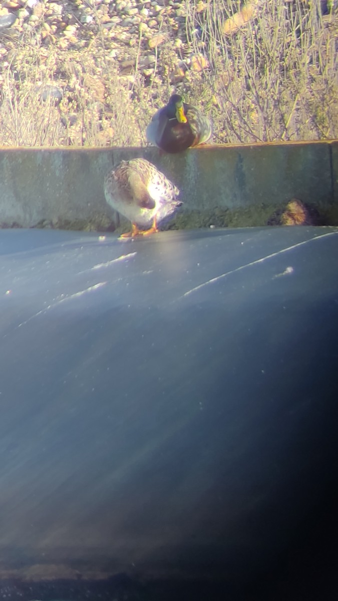 dabbling duck sp. - ML517138081