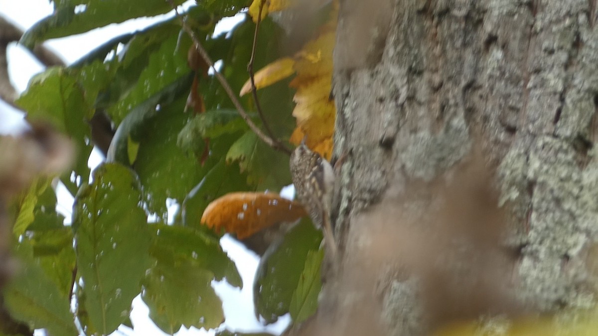 Brown Creeper - ML517139041