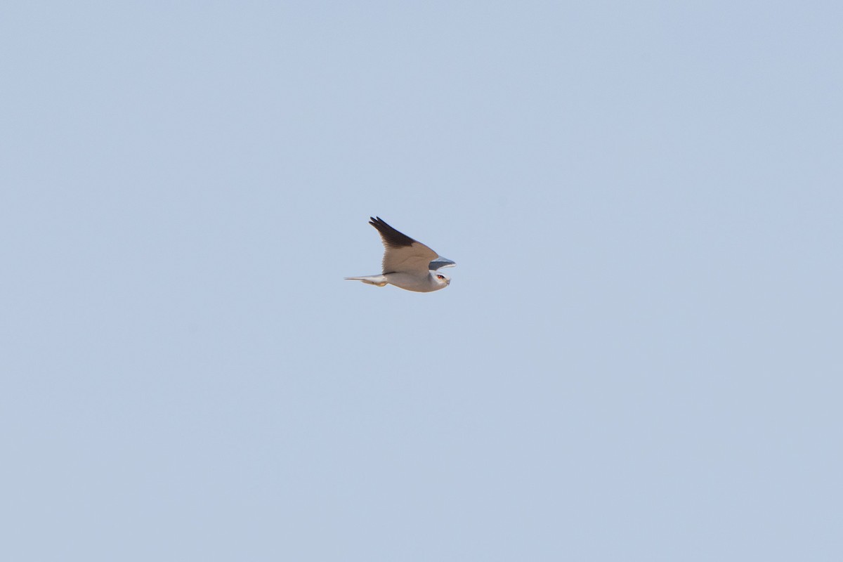 Black-winged Kite - ML517140131