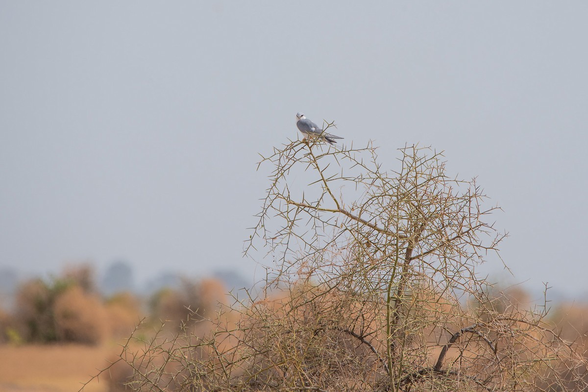 Scissor-tailed Kite - ML517140191