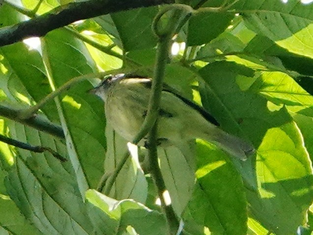 White-fronted Tyrannulet (White-fronted) - ML517140261