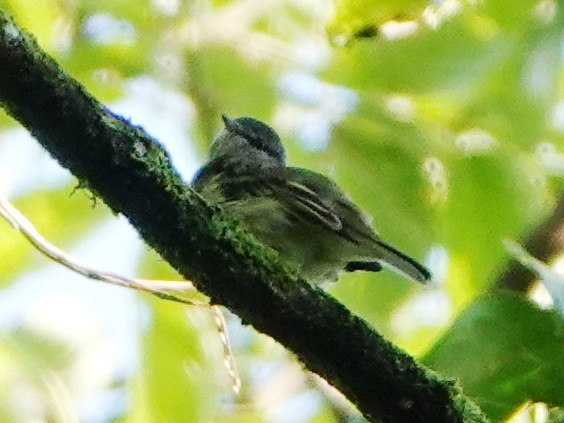 White-fronted Tyrannulet (White-fronted) - Barry Reed