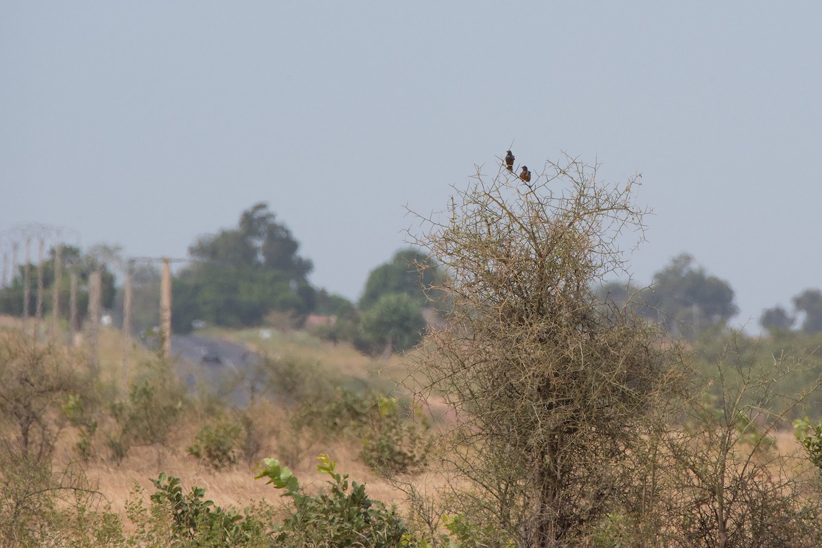 Chestnut-bellied Starling - ML517140301