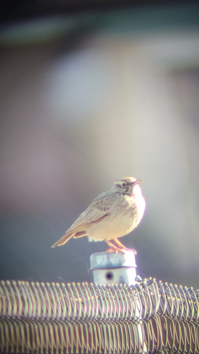 Crested Lark - ML517140351