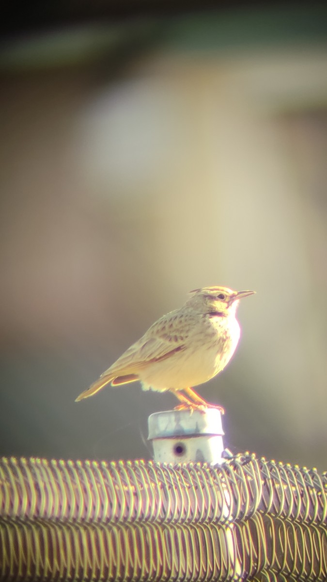 Crested Lark - ML517140361