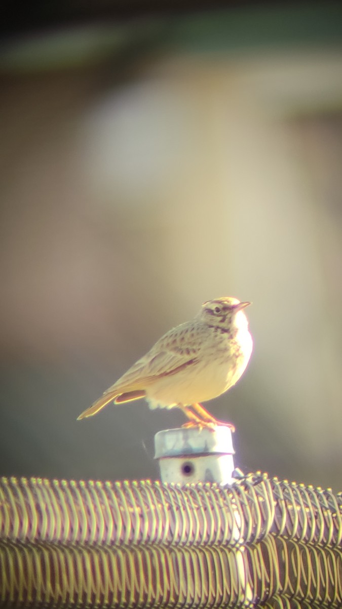 Crested Lark - ML517140371