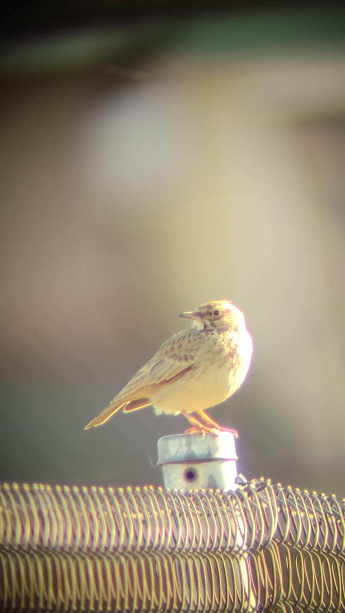 Crested Lark - ML517140381