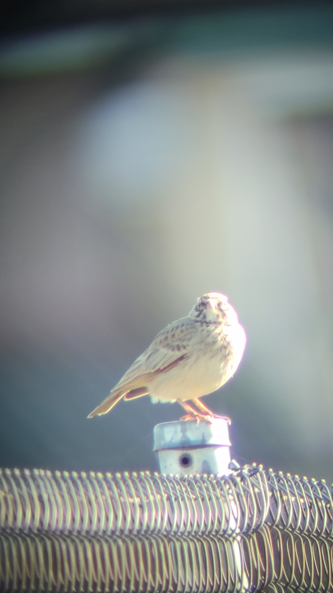 Crested Lark - ML517140391