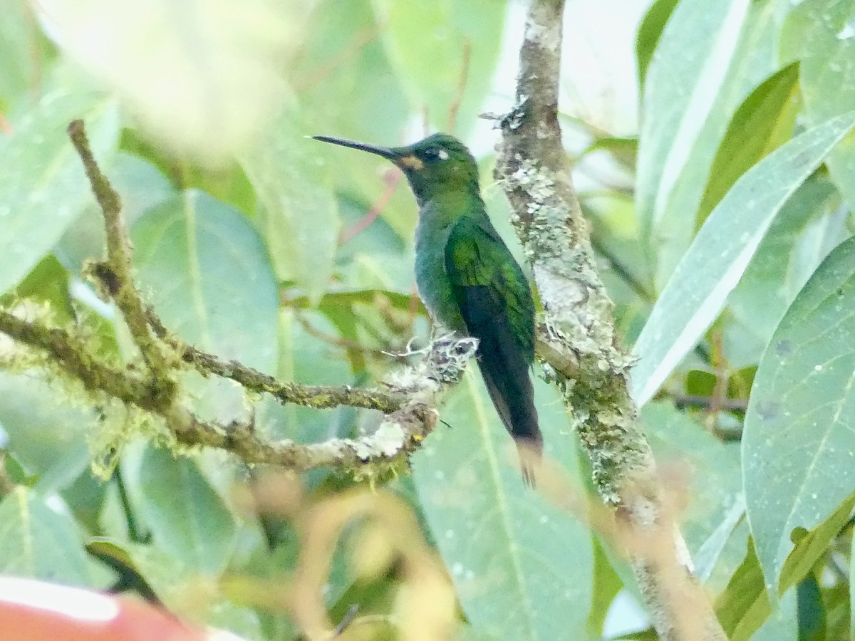 Green-crowned Brilliant - ML517140671