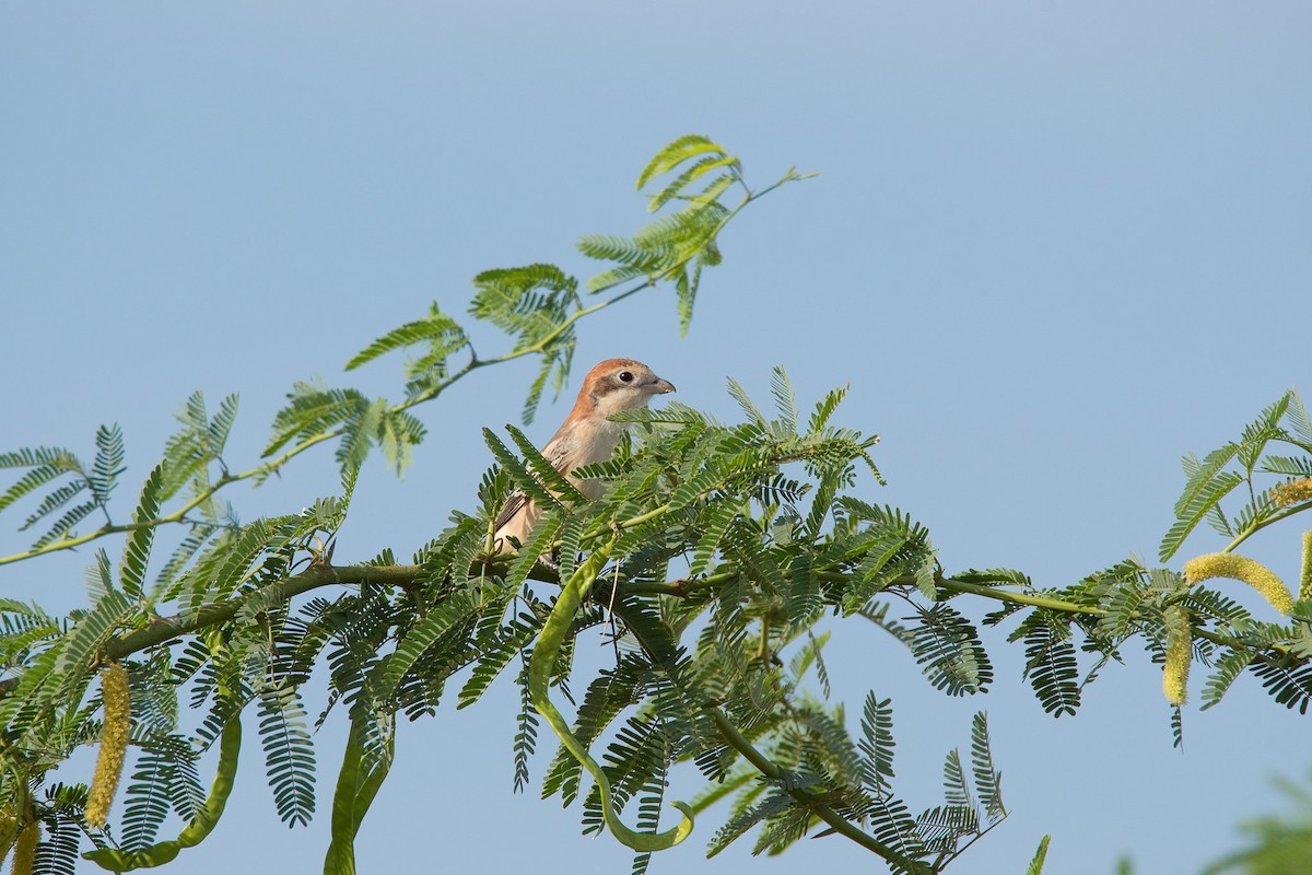 Woodchat Shrike - ML517141351