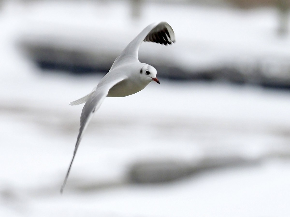 Black-headed Gull - ML517141431