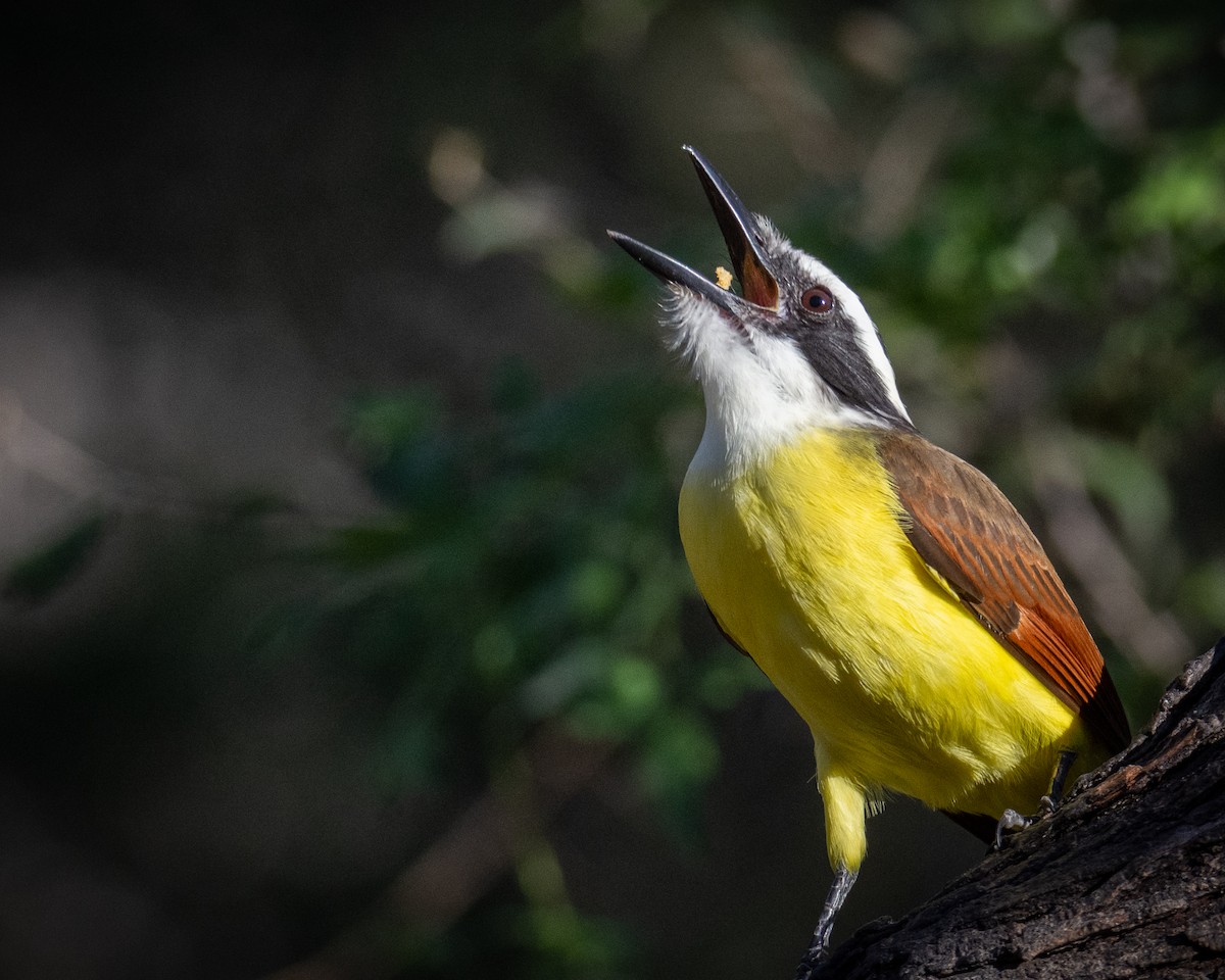 Great Kiskadee - ML517141731