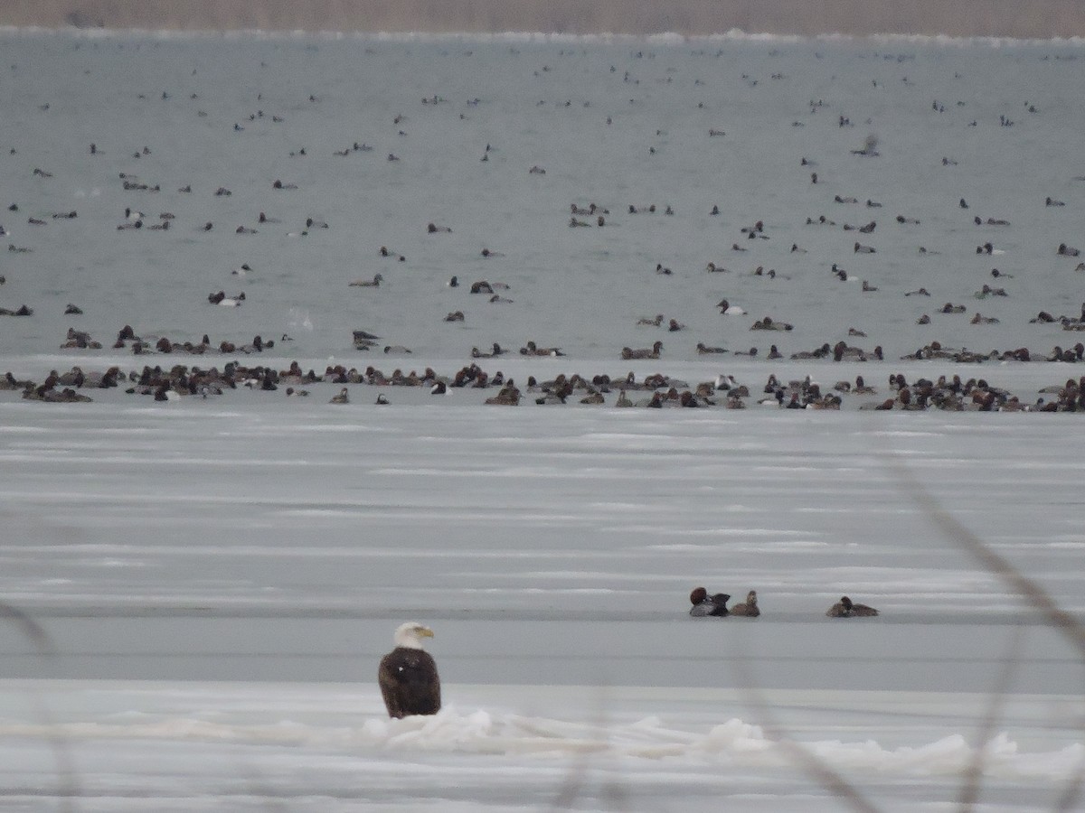 Bald Eagle - Mike Norton