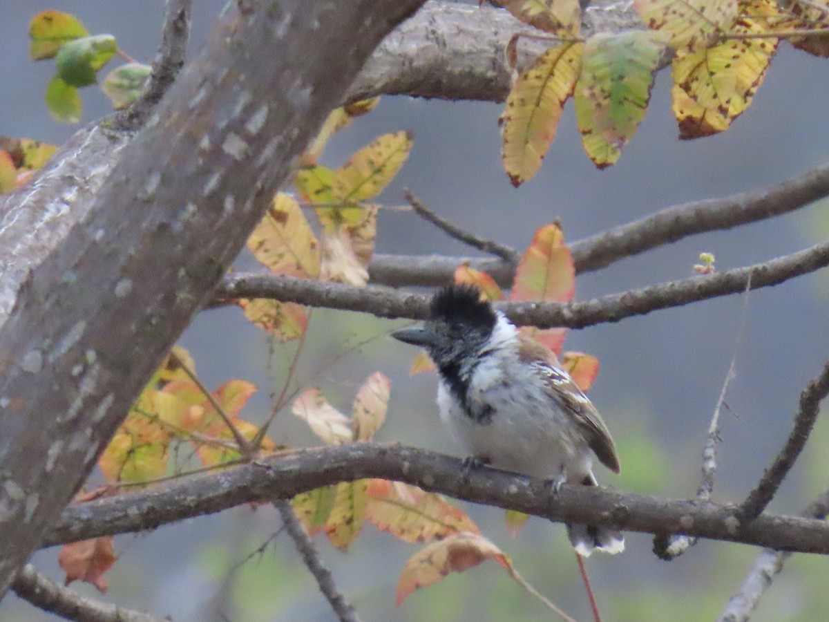 Collared Antshrike (Collared) - John Cooper