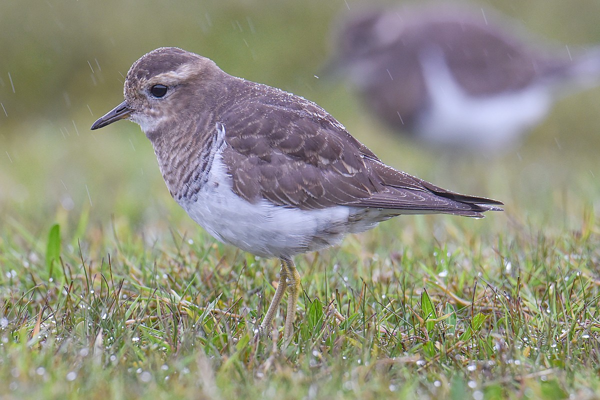 Rufous-chested Dotterel - ML517148151