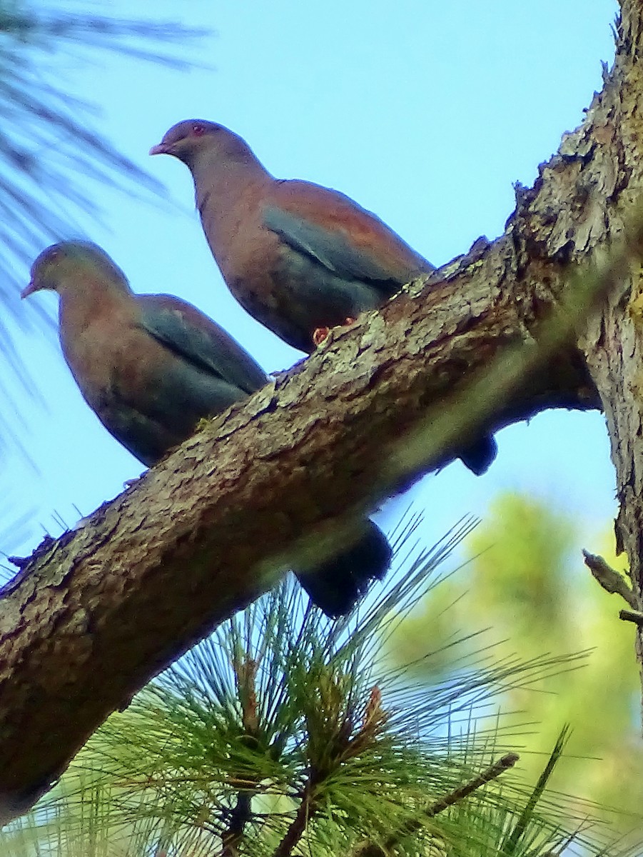 Red-billed Pigeon - ML51715011