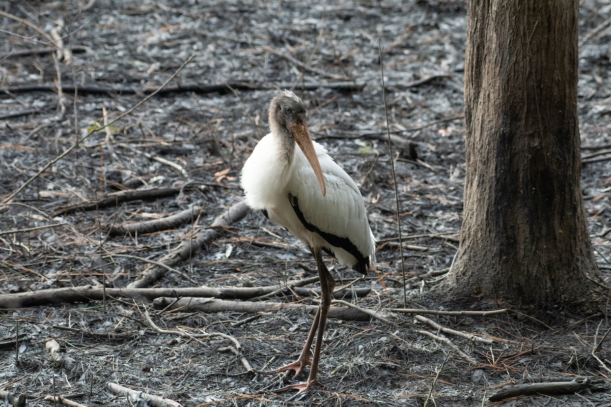 Wood Stork - ML517150131