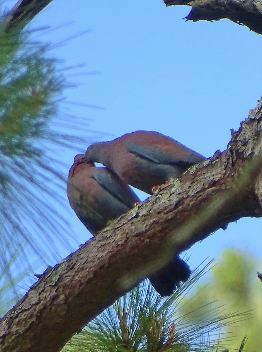 Red-billed Pigeon - ML51715021