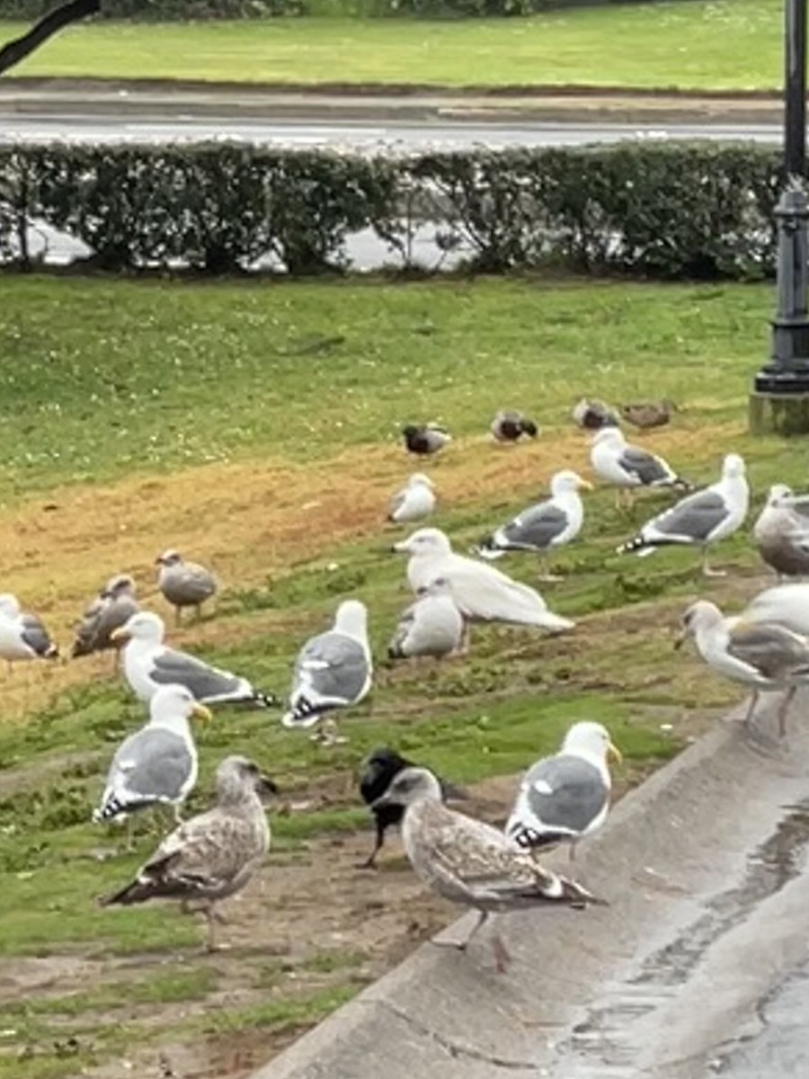 Glaucous Gull - ML517151221