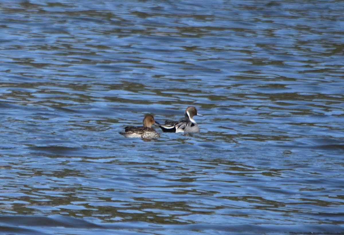 Northern Pintail - Anne Mytych