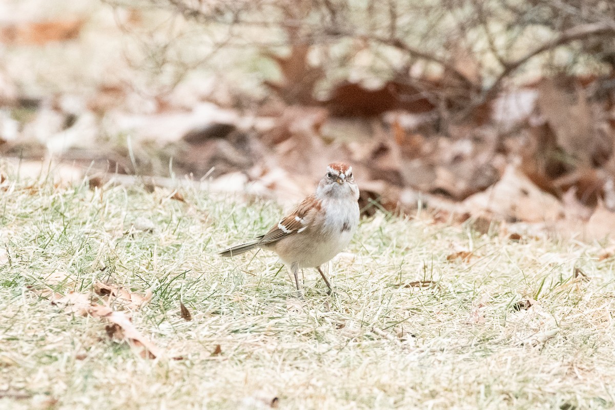 ムナフヒメドリ - ML517152411