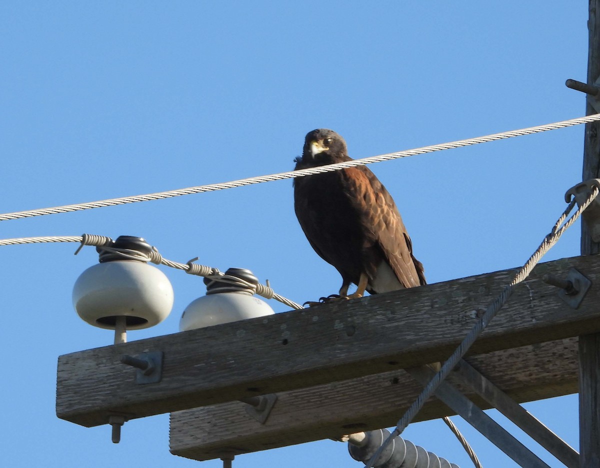 Harris's Hawk - ML517152571