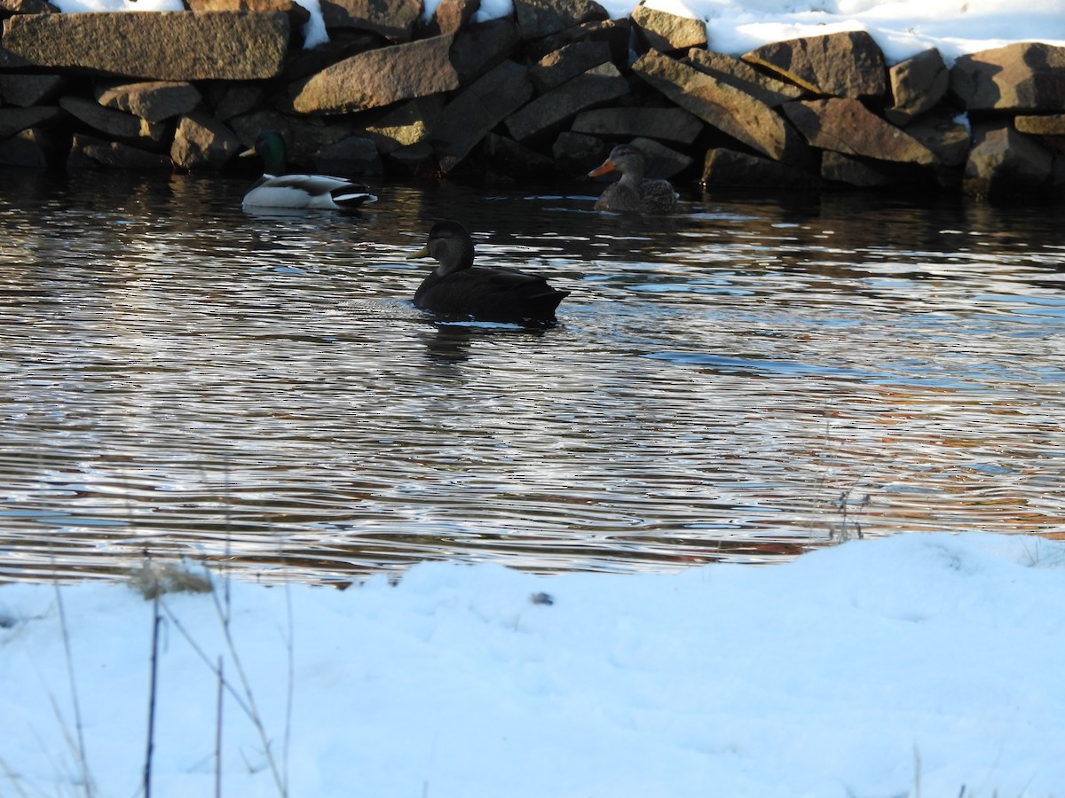 American Black Duck - ML517153841