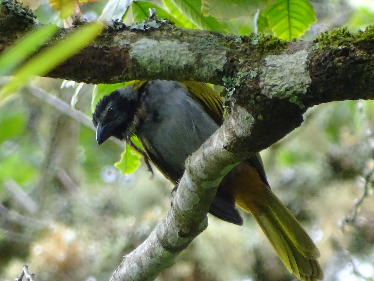 Black-headed Saltator - ML51715651